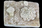 Fossil Crinoids (Uperocrinus & Physetocrinus) - Missouri #87315-1